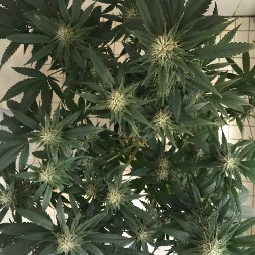 God CBD - Photoperiod - LED - Indoor. Week 7 - God Bud CBD - Day 45 of Flower