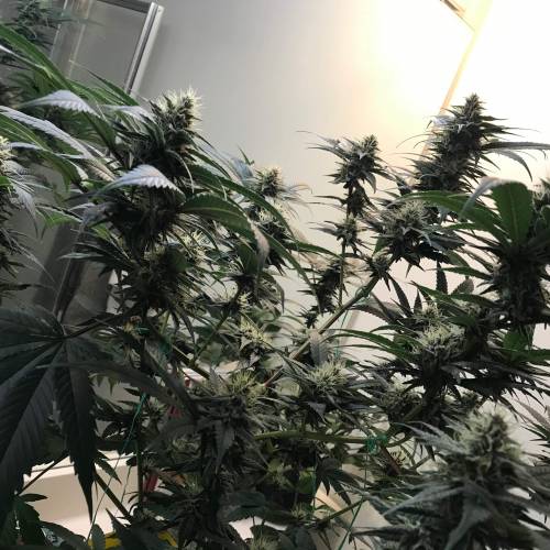 God CBD - Photoperiod - LED - Indoor. Week 7 - God Bud CBD - Day 45 of Flower