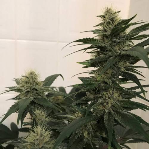 God CBD - Photoperiod - LED - Indoor. Week 7 - God Bud CBD - Day 45 of Flower