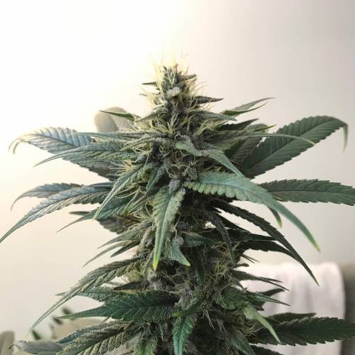 God CBD - Photoperiod - LED - Indoor. Week 7 - God Bud CBD - Day 45 of Flower