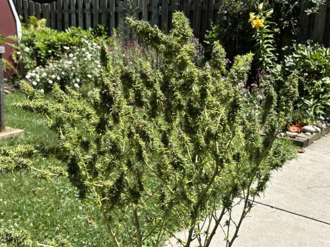 Flower then Clone, Dr. Grinspoon 2025. Week 15