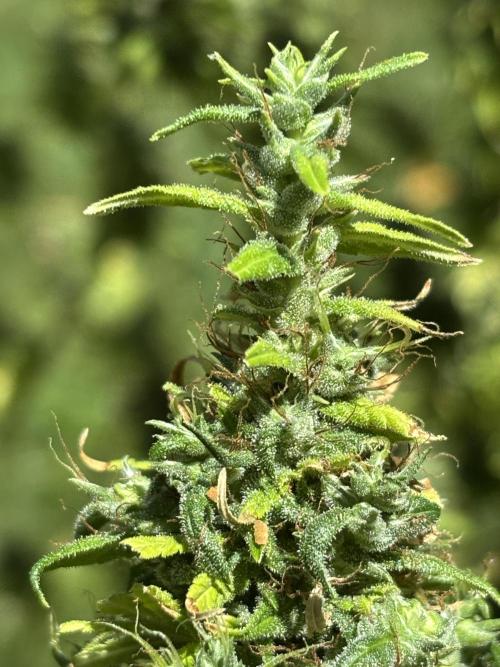 Flower then Clone, Dr. Grinspoon 2025. Week 15 - As sativa as it gets :)
