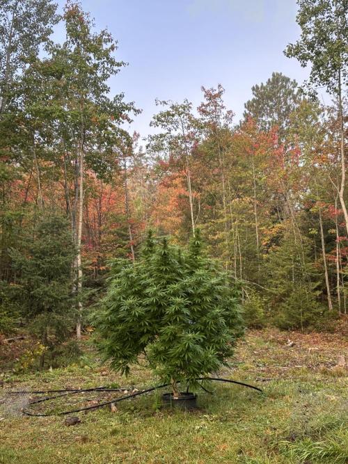 Grow Dry Trim Cure Smoke 2025. Week 30 - Blue Cheese Camp