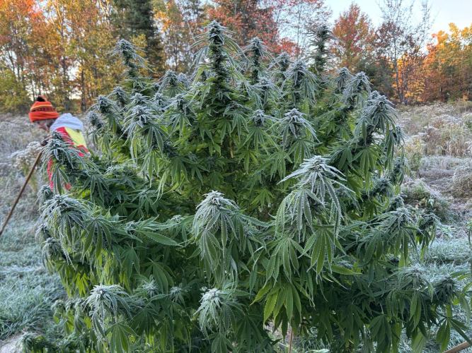 Grow Dry Trim Cure Smoke 2025. Week 30 - Blue Cheese Field