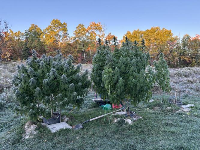 Grow Dry Trim Cure Smoke 2025. Week 30 - Blue Cheese (l) Raspberry Pebbles (r)