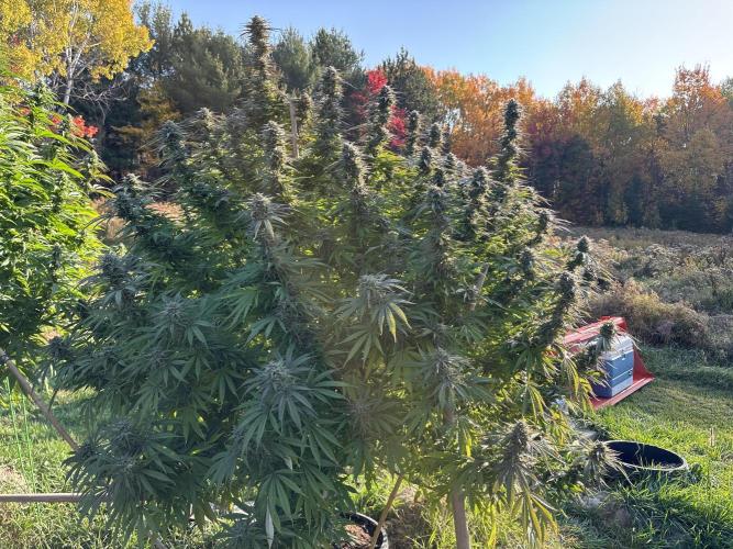 Grow Dry Trim Cure Smoke 2025. Week 30