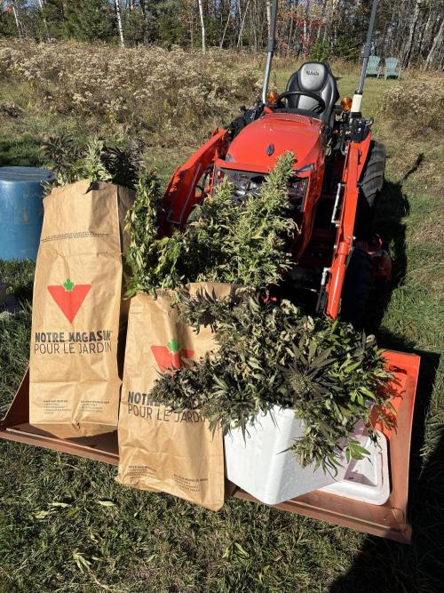 Grow Dry Trim Cure Smoke 2025. Week 30