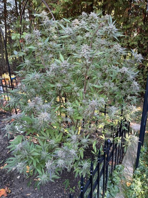 Grow Dry Trim Cure Smoke 2025. Week 30