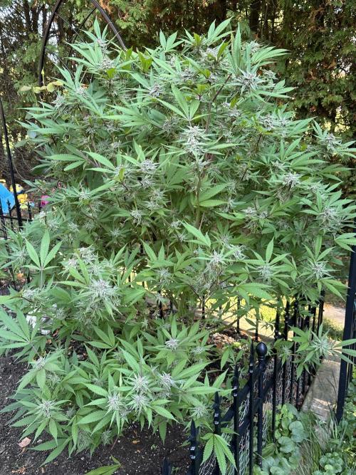 Grow Dry Trim Cure Smoke 2025. Week 30