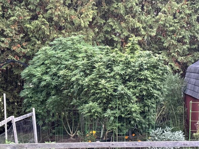 Grow Dry Trim Cure Smoke 2025. Week 30 - Medi Bomb #1 on the right