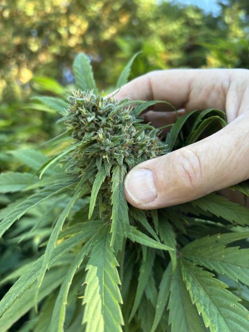 Grow Dry Trim Cure Smoke 2025. Week 30