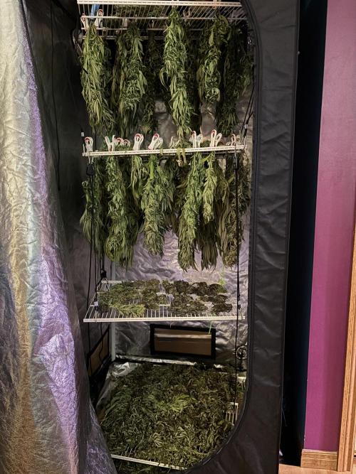 Grow Dry Trim Cure Smoke 2025. Week 30