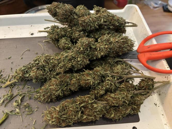 Grow Dry Trim Cure Smoke 2025. Week 30