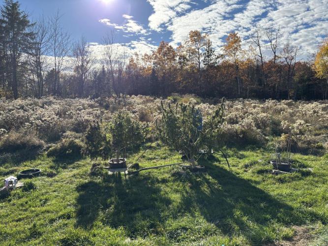 Grow Dry Trim Cure Smoke 2025. Week 30 - Raspberry Pebbles OG on the right