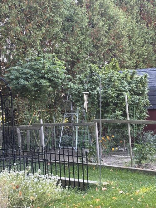 Grow Dry Trim Cure Smoke 2025. Week 30