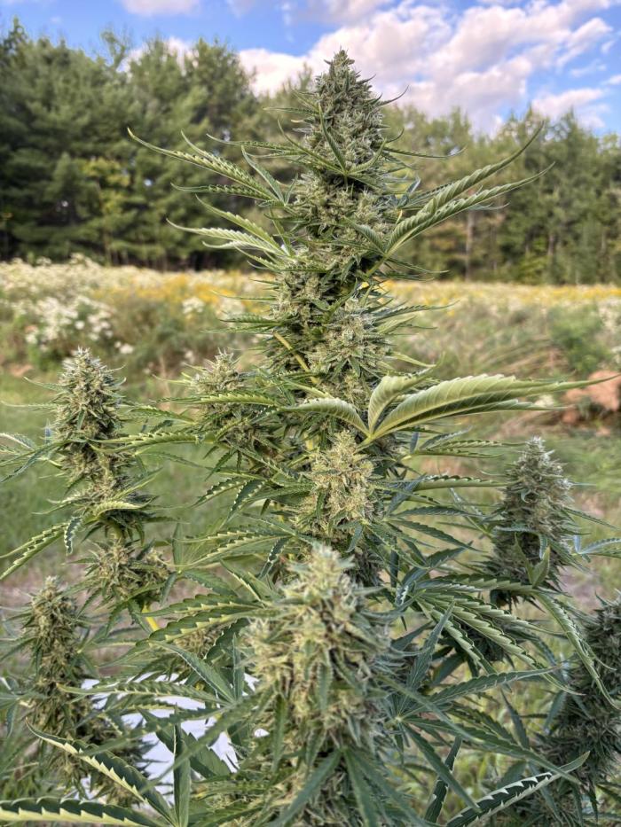 Grow Dry Trim Cure Smoke 2025. Week 30