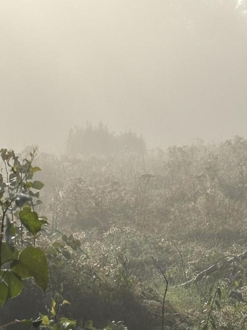 Grow Dry Trim Cure Smoke 2025. Week 30