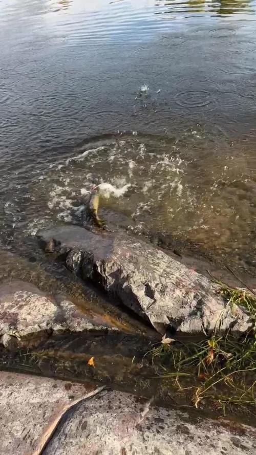 Grow Dry Trim Cure Smoke 2025