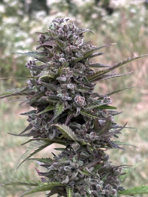 Grow Dry Trim Cure Smoke 2025. Week 30