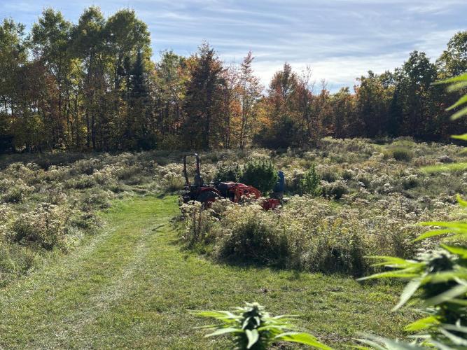 Grow Dry Trim Cure Smoke 2025. Week 30