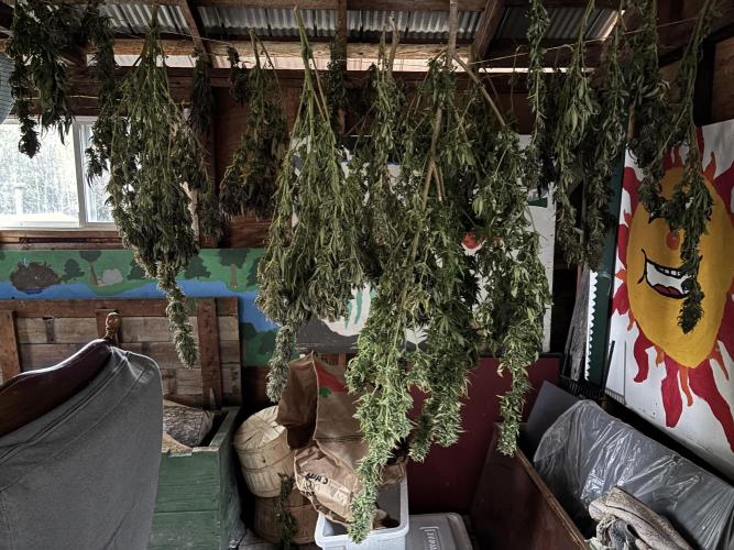 Grow Dry Trim Cure Smoke 2025. Week 30