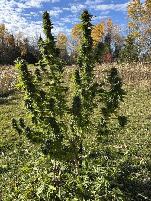 Grow Dry Trim Cure Smoke 2025. Week 30