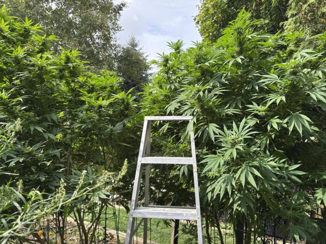 Grow Dry Trim Cure Smoke 2025. Week 30 - Critical Cake Wreck (r)