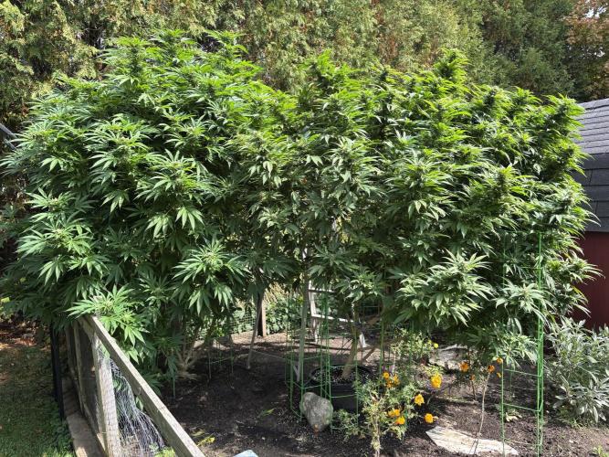 Grow Dry Trim Cure Smoke 2025. Week 30