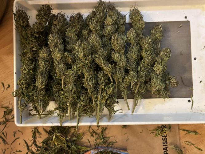 Grow Dry Trim Cure Smoke 2025. Week 30