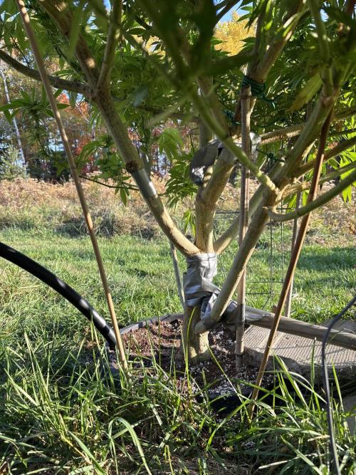 Grow Dry Trim Cure Smoke 2025. Week 30