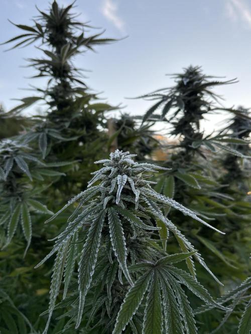 Grow Dry Trim Cure Smoke 2025. Week 30