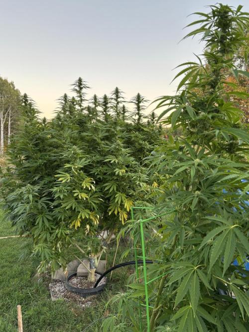 Grow Dry Trim Cure Smoke 2025. Week 30 - Raspberry Pebbles OG on the left