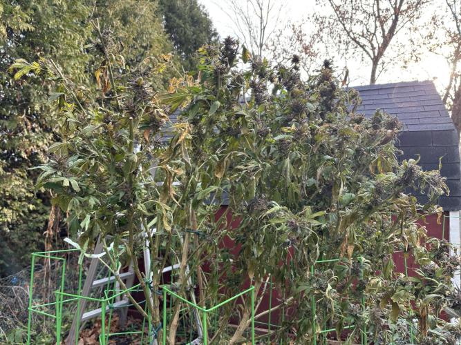 Grow Dry Trim Cure Smoke 2025. Week 30 - Harvest #4