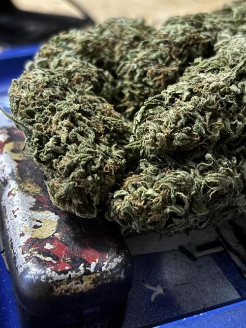 Grow Dry Trim Cure Smoke 2025. Week 30