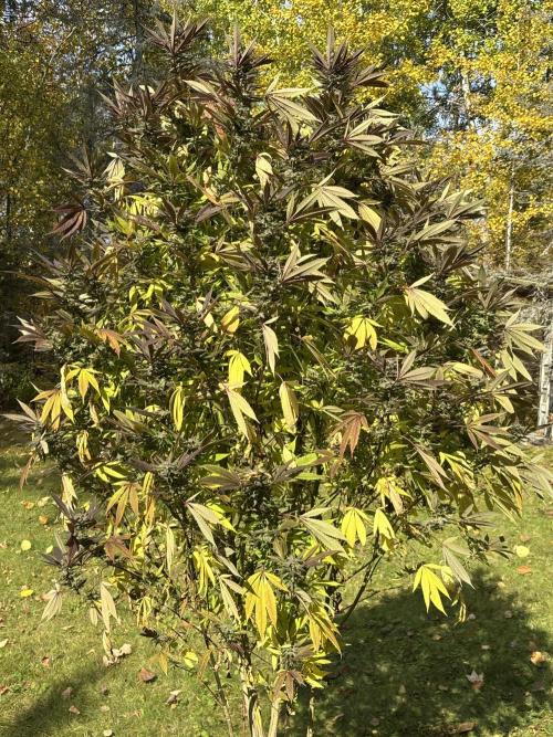 Grow Dry Trim Cure Smoke 2025. Week 30