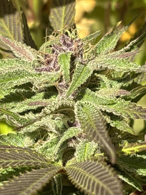 Grow Dry Trim Cure Smoke 2025. Week 30