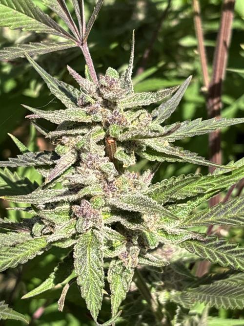 Grow Dry Trim Cure Smoke 2025. Week 30