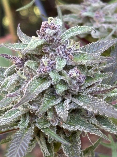 Grow Dry Trim Cure Smoke 2025. Week 30