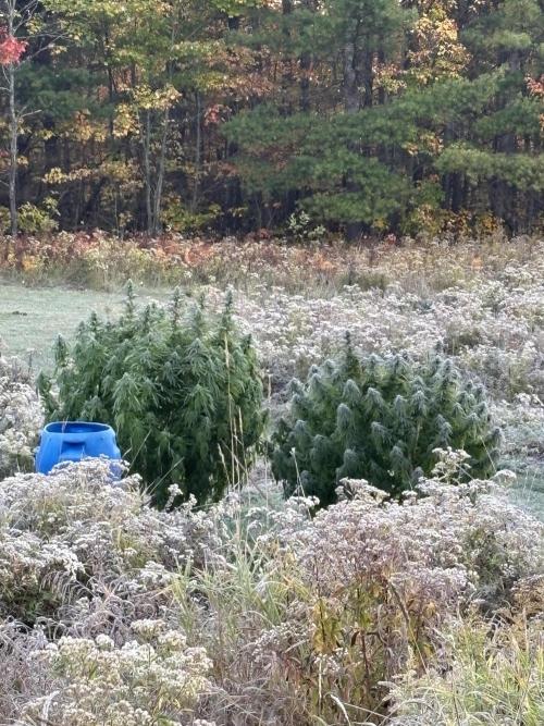 Grow Dry Trim Cure Smoke 2025. Week 30