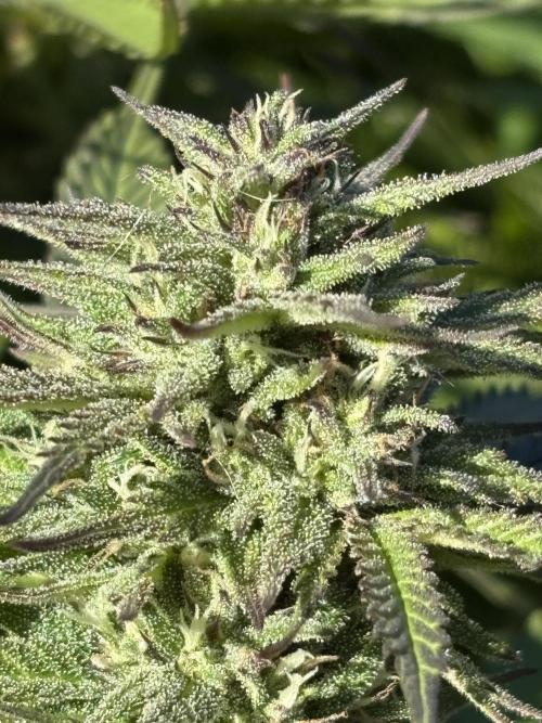 Grow Dry Trim Cure Smoke 2025. Week 30