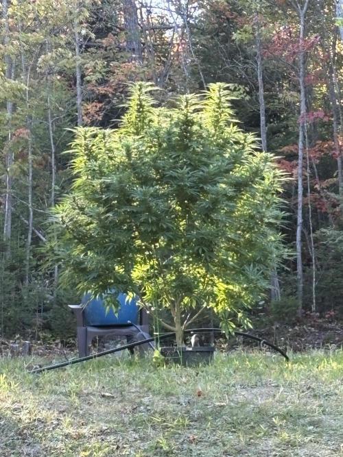 Grow Dry Trim Cure Smoke 2025. Week 30