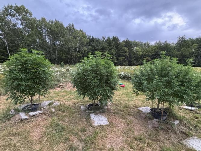 Grow Dry Trim Cure Smoke 2025. Week 30