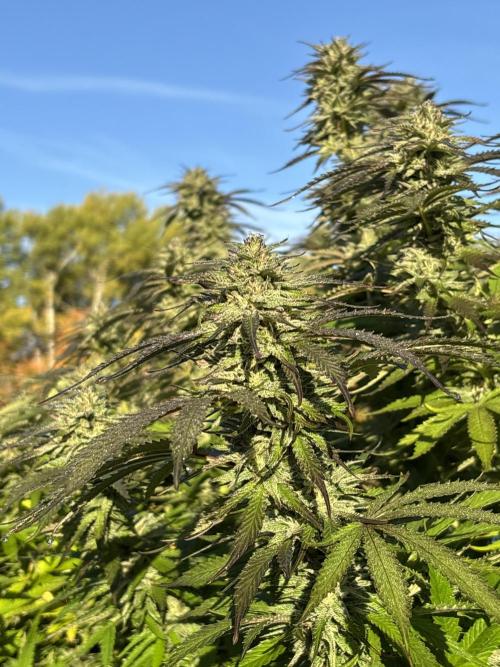 Grow Dry Trim Cure Smoke 2025. Week 30