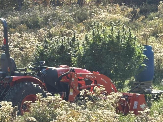 Grow Dry Trim Cure Smoke 2025. Week 30