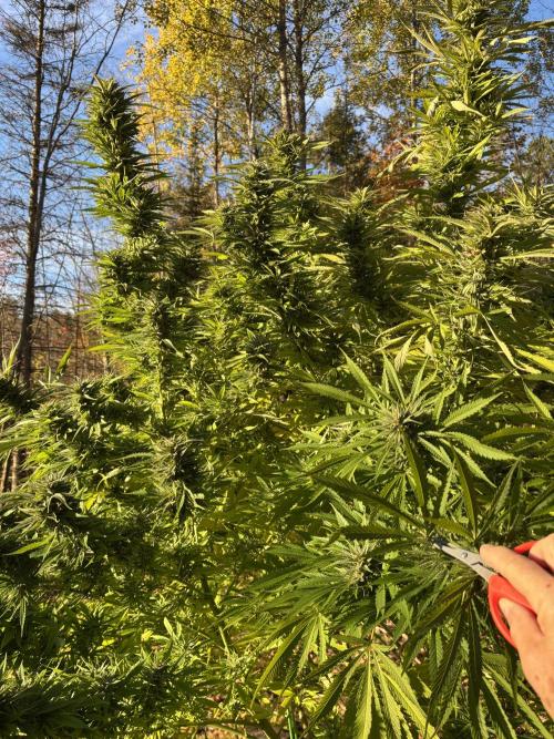 Grow Dry Trim Cure Smoke 2025. Week 30