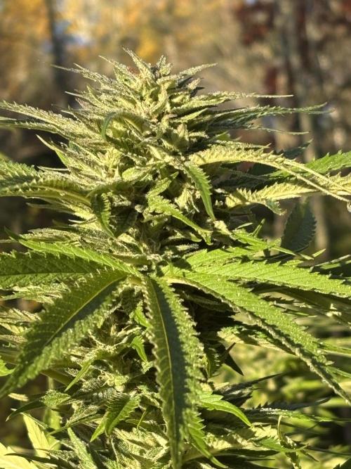 Grow Dry Trim Cure Smoke 2025. Week 30