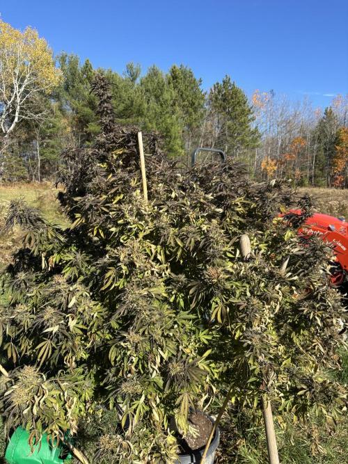 Grow Dry Trim Cure Smoke 2025. Week 30