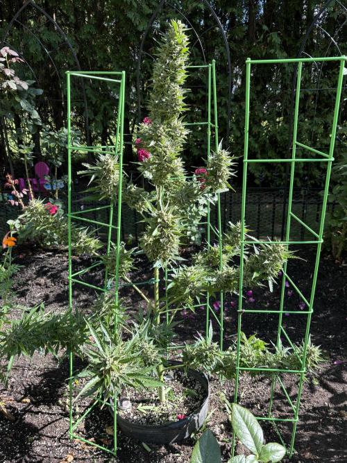 Grow Dry Trim Cure Smoke 2025. Week 24