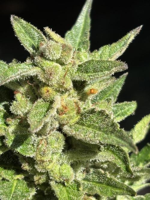 Grow Dry Trim Cure Smoke 2025. Week 24