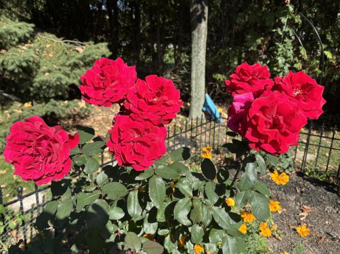 Grow Dry Trim Cure Smoke 2025. Week 24